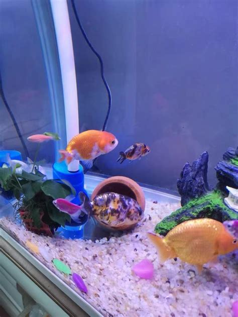 金魚:wysuwtt6-nk= 魚缸|金魚飼養新手入門：8個金魚飼養技巧大公開（新手必讀）